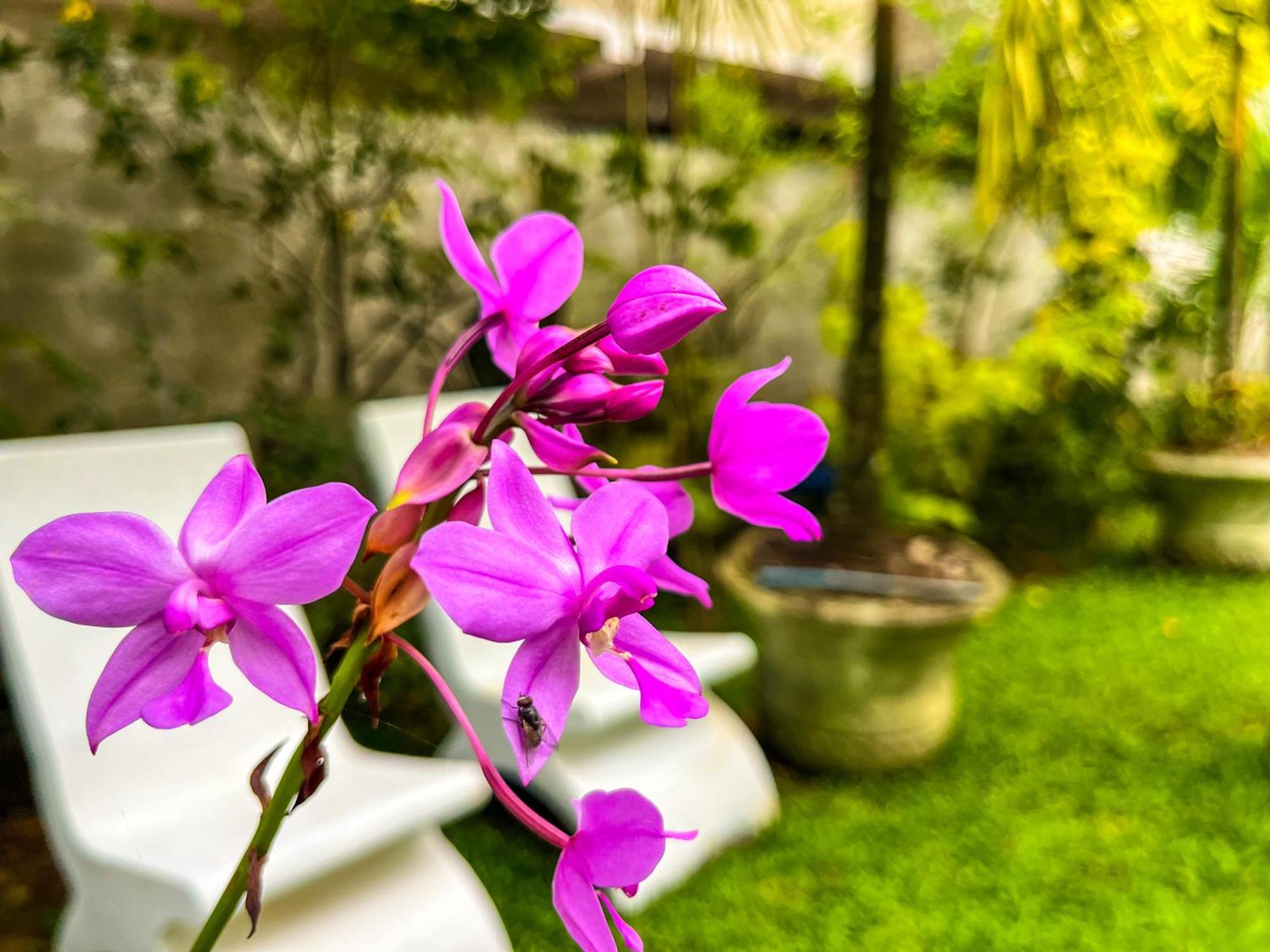 Galle Camellia Zewnętrze zdjęcie